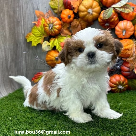 adorabili cuccioli Shih Tzu femminucce e maschietti disponibili i cuccioli sono vaccinati sverminati