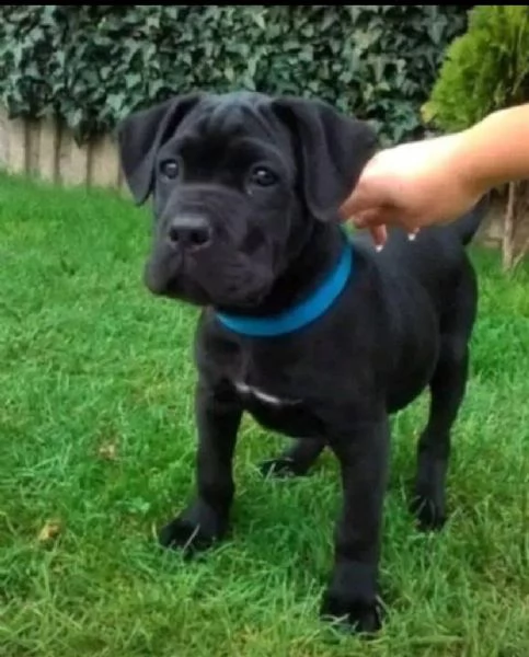  cuccioli di razza pura cane corso