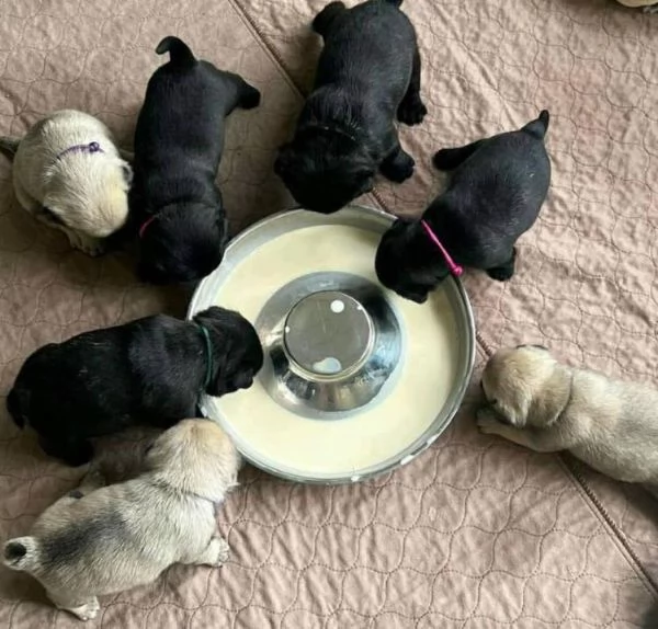 Ora disponibile dolcissima cucciolata di carlino  di tre mesi 