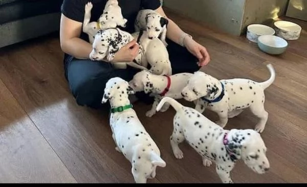 Cucciolo dalmata disponibili entrambi Sesos 