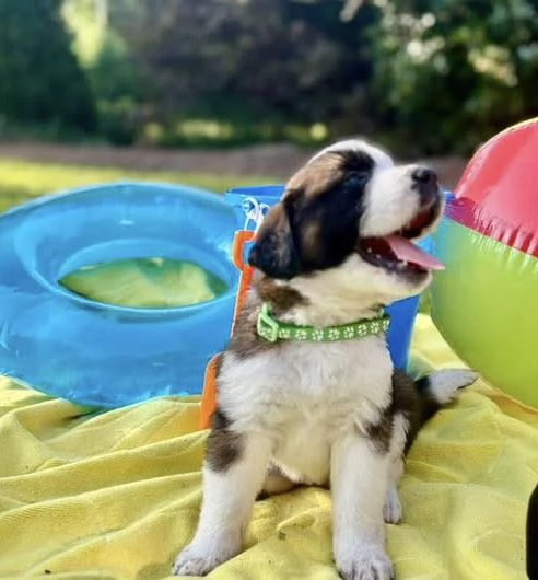 San Bernardo maschio /femmina