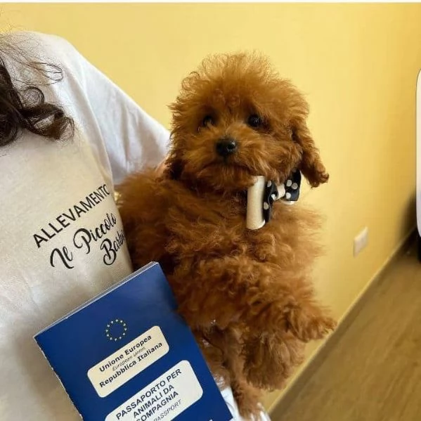 RED Barboncino mini toy 