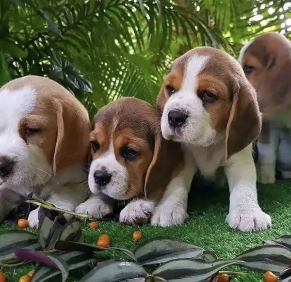 Cuccioli di Beagle nati  2mesi fa Sono disponibili | Foto 0