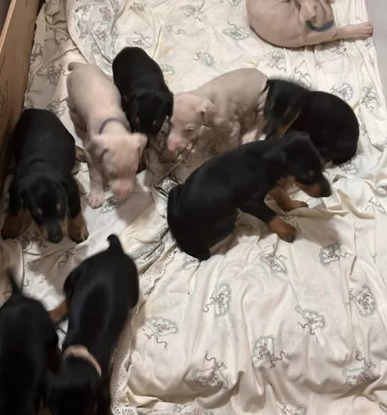 Cucciolo Doberman disponibili  | Foto 0