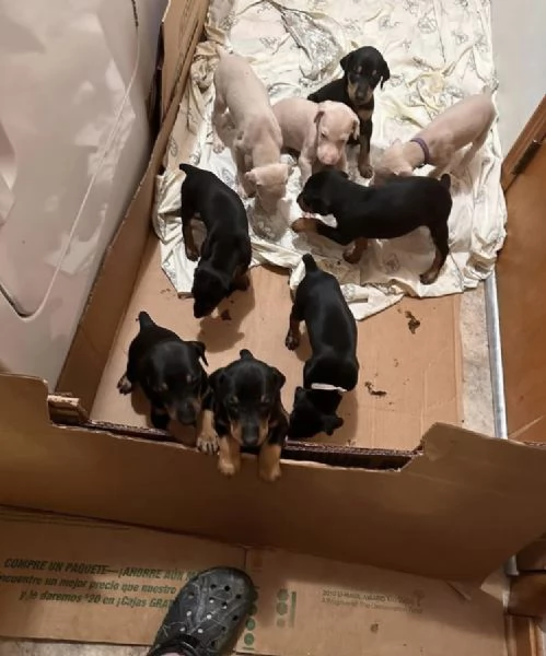 Cucciolo Doberman disponibili 