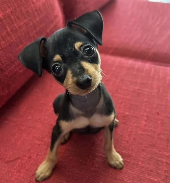Mini pinchers disponibili maschio e femmina… | Foto 0