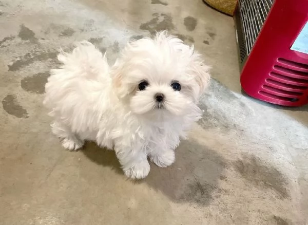 3mesi  mini Maltese toy 