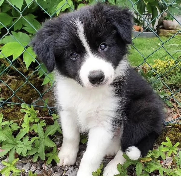 Cuccioli Border collie  disponibili  | Foto 0
