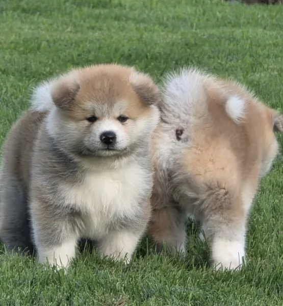  AKITA-INU…. | Foto 0