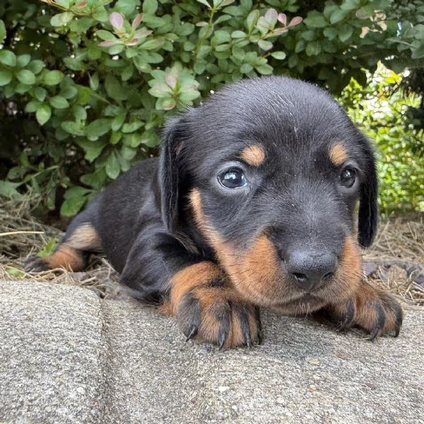 ................Disponibile femmina e mschio di  bassotto  3mesi