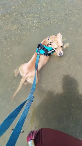 pitbull femmina di 3 anni 