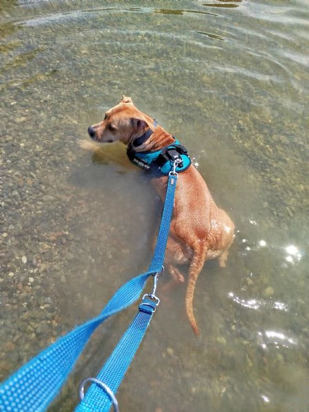 pitbull femmina di 3 anni  | Foto 2