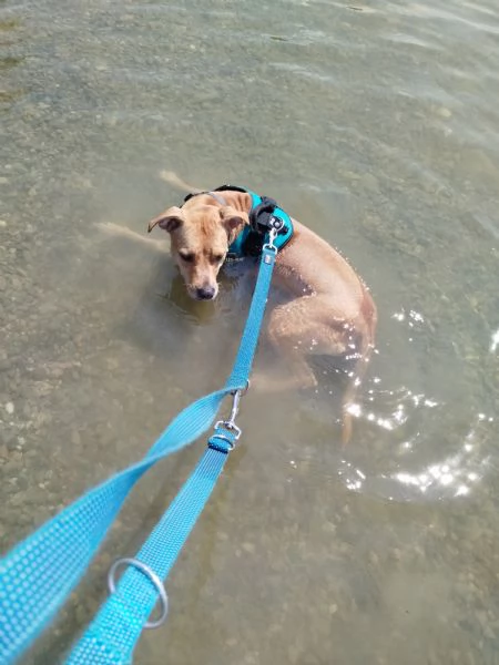 pitbull femmina di 3 anni  | Foto 1