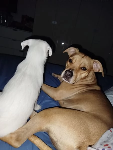 pitbull femmina di 3 anni  | Foto 0