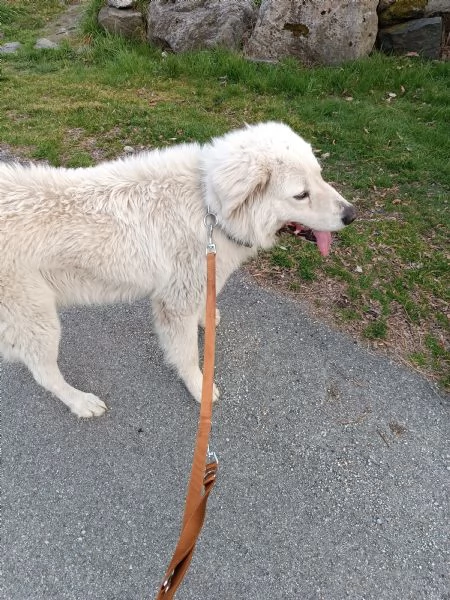 Pastore maremmano  | Foto 3