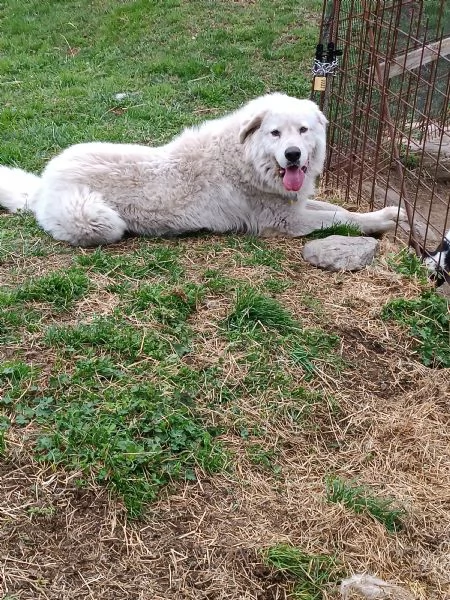 Pastore maremmano  | Foto 1