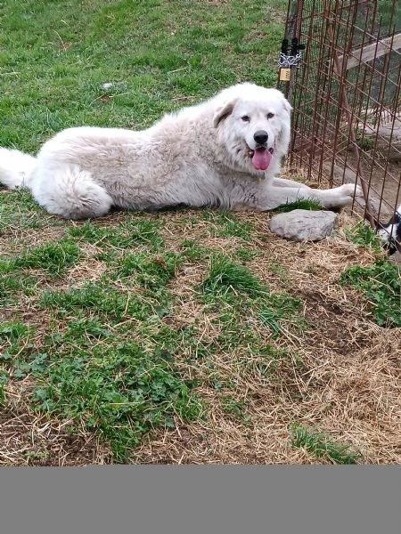 Pastore maremmano  | Foto 0