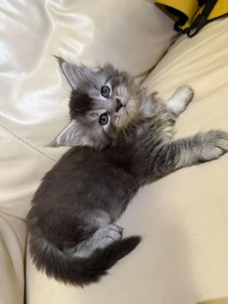 Vendo cuccioli di Maine Coon 