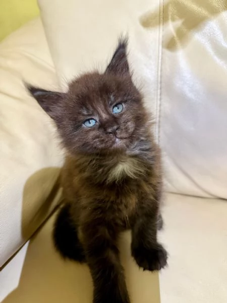 Vendo cuccioli di Maine Coon  | Foto 6