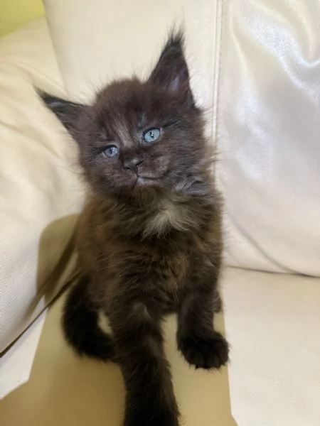 Vendo cuccioli di Maine Coon  | Foto 5