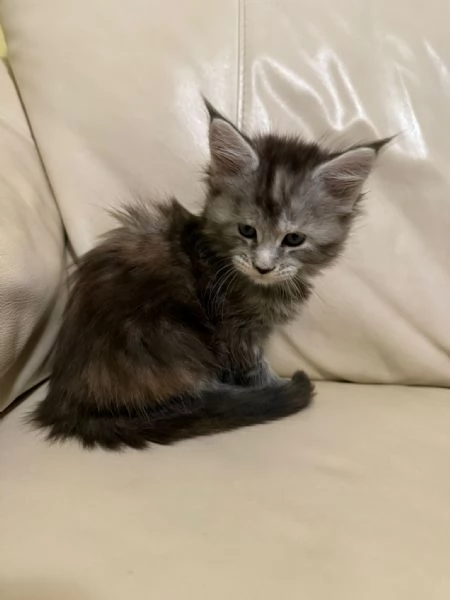 Vendo cuccioli di Maine Coon  | Foto 4