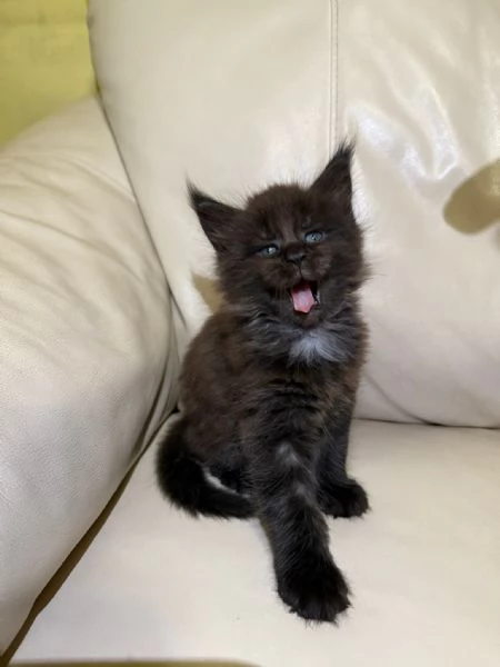 Vendo cuccioli di Maine Coon  | Foto 3