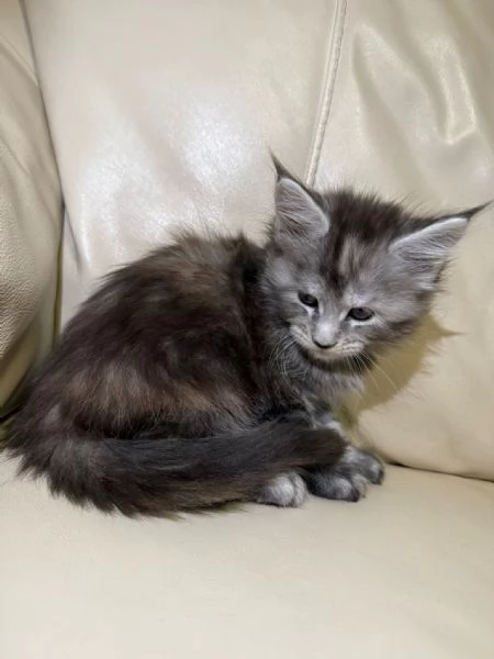 Vendo cuccioli di Maine Coon  | Foto 2