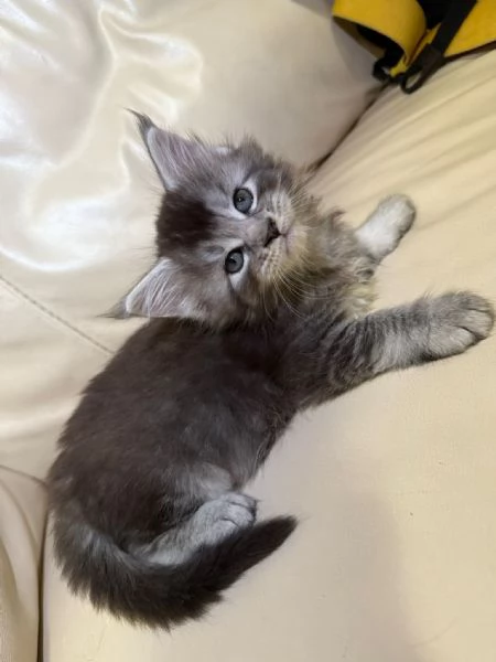 Vendo cuccioli di Maine Coon  | Foto 1