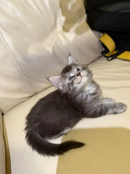 Vendo cuccioli di Maine Coon  | Foto 0