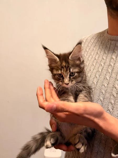 Cuccioli di Maine Coon  | Foto 6