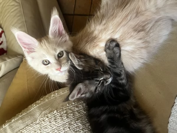Cuccioli di Maine Coon  | Foto 3