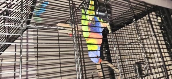 Lori arcobaleno addestrato a mano parla molto è un po' aggressivo ma a volte