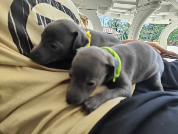 Piccolo levriero italiano 