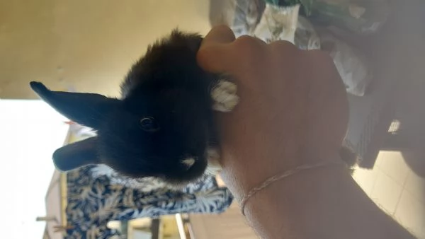 VENDO CUCCIOLI DI CONIGLI NANI