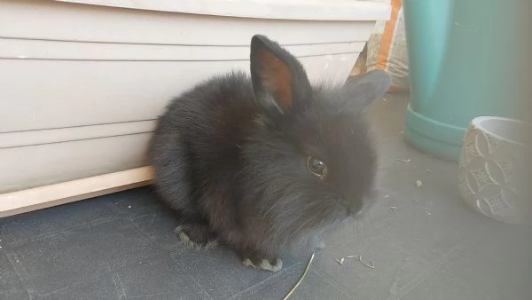 VENDO CUCCIOLI DI CONIGLI NANI | Foto 6