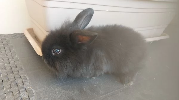 VENDO CUCCIOLI DI CONIGLI NANI | Foto 5