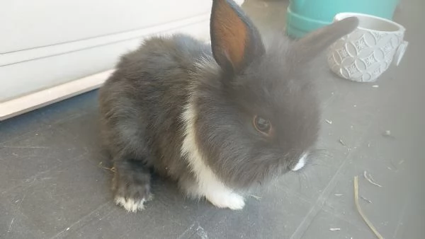 VENDO CUCCIOLI DI CONIGLI NANI | Foto 4