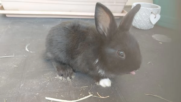 VENDO CUCCIOLI DI CONIGLI NANI | Foto 3