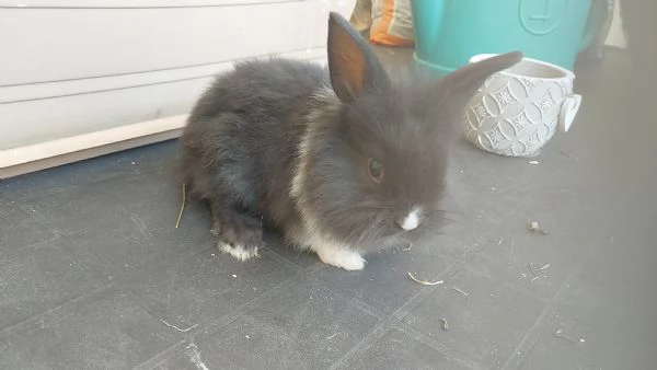 VENDO CUCCIOLI DI CONIGLI NANI | Foto 2