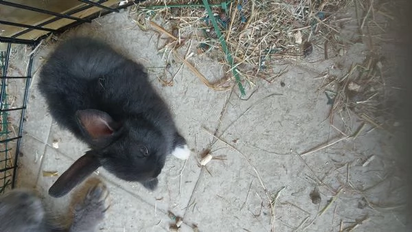 VENDO CUCCIOLI DI CONIGLI NANI | Foto 1