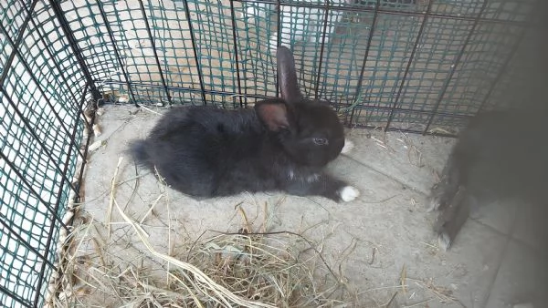 VENDO CUCCIOLI DI CONIGLI NANI | Foto 0