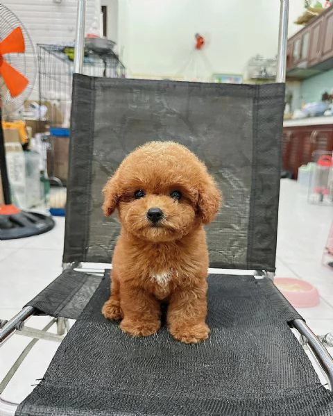 Cuccioli di barboncino