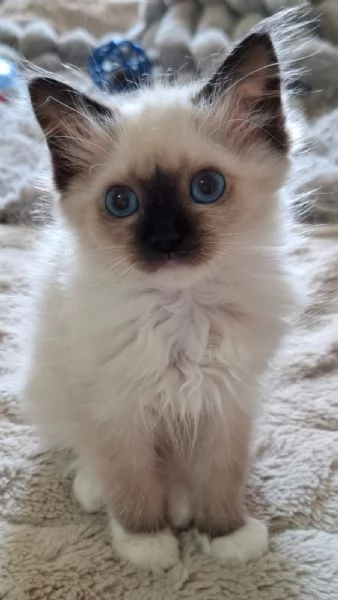 Ragdoll con Pedigree. 