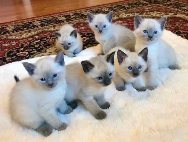 Gattini siamesi maschi e femmine in cerca di adozione.