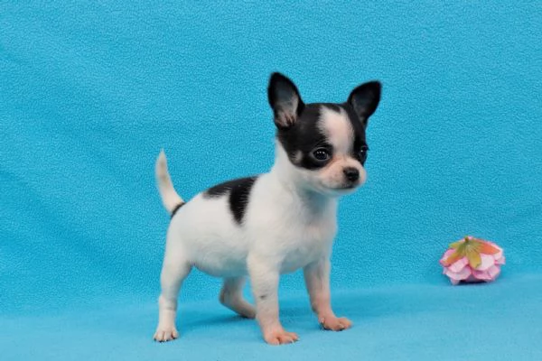 Regalo Chihuahua toy | Foto 0