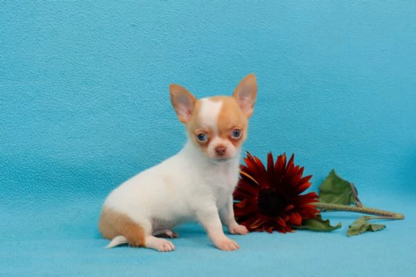Regalo Chihuahua toy