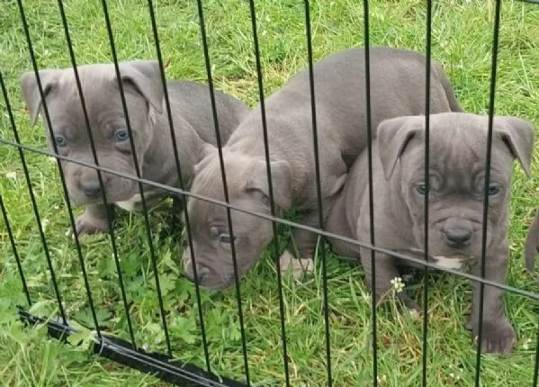 Regalo Disponibili cuccioli di Staffordshire bull terrier | Foto 1