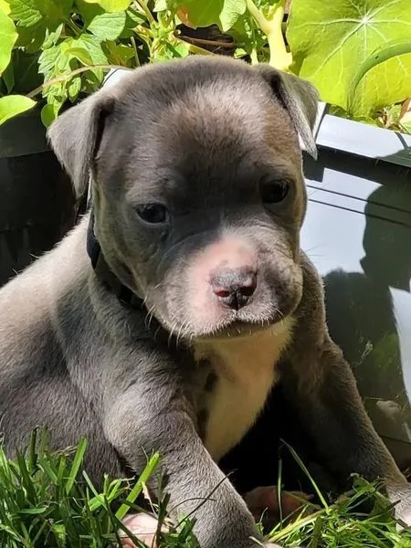 Regalo Disponibili cuccioli di Staffordshire bull terrier | Foto 0