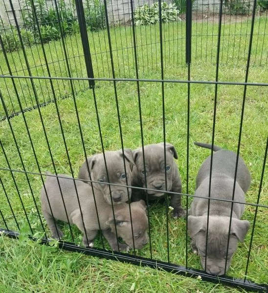 Regalo Disponibili cuccioli di Staffordshire bull terrier