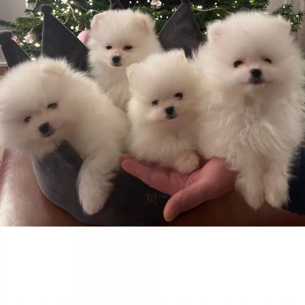 Regalo cuccioli di Volpini Spitz di Pomerania a disposizione.
